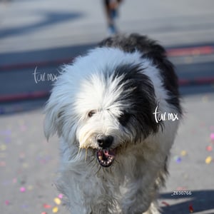 Carrera 6K y 3K Preesco 2025 en Torreón