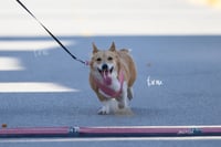 perrito