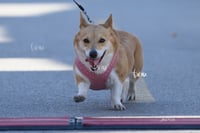 perrito