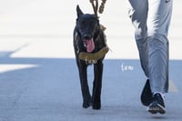 perrito