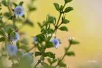 Cañón Jimulco, trail del sotol