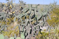 Cañón Jimulco, trail del sotol