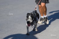 Carrera Artec 21K 12K 5K