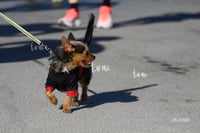 Carrera Artec 21K 12K 5K