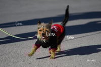 Carrera Artec 21K 12K 5K