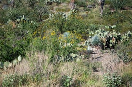 25K Mapimí Durango @tar.mx
