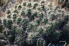 Cañón Jimulco, trail del sotol @tar.mx
