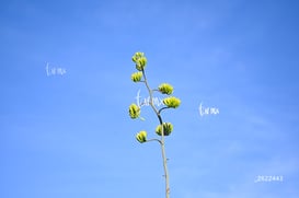 Cañón Jimulco, trail del sotol @tar.mx
