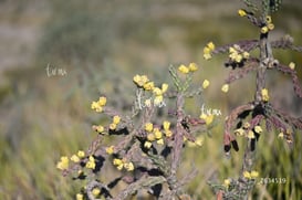 Cañón Jimulco, trail del sotol @tar.mx