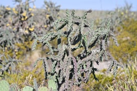 Cañón Jimulco, trail del sotol @tar.mx