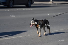 Carrera Artec 21K 12K 5K @tar.mx