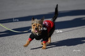 Carrera Artec 21K 12K 5K @tar.mx