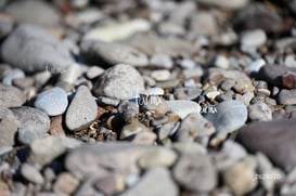 mariposa de río @tar.mx