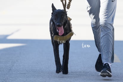 perrito | 5K Colegio Americano carrera con causa 2024