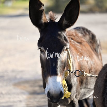 burritos | Cañón Jimulco, trail del sotol