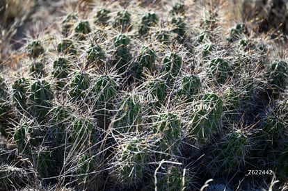 Cañón Jimulco, trail del sotol | Cañón Jimulco, trail del sotol