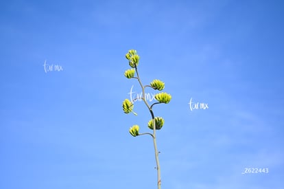 Cañón Jimulco, trail del sotol | Cañón Jimulco, trail del sotol