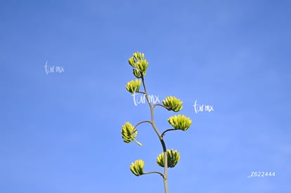 Cañón Jimulco, trail del sotol | Cañón Jimulco, trail del sotol