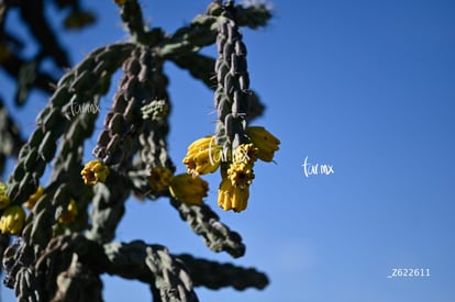 Cañón Jimulco, trail del sotol | Cañón Jimulco, trail del sotol