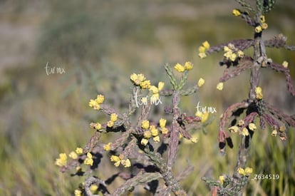 Cañón Jimulco, trail del sotol | Cañón Jimulco, trail del sotol