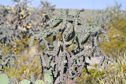Cañón Jimulco, trail del sotol | Cañón Jimulco, trail del sotol