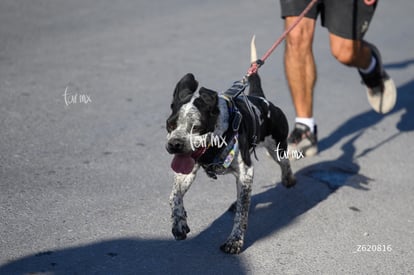 Carrera Artec 21K 12K 5K | Carrera Artec 21K 12K 5K