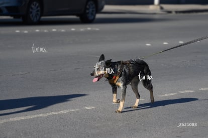 Carrera Artec 21K 12K 5K | Carrera Artec 21K 12K 5K