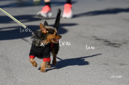 Carrera Artec 21K 12K 5K | Carrera Artec 21K 12K 5K