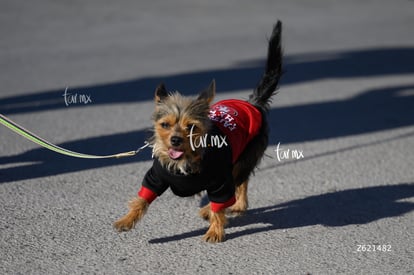 Carrera Artec 21K 12K 5K | Carrera Artec 21K 12K 5K