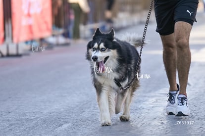 Carrera Artec 21K 12K 5K | Carrera Artec 21K 12K 5K