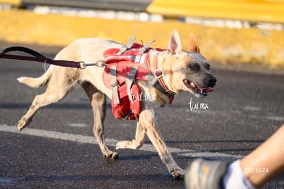 perrito | Carrera Chilchota 5K 10K 21K