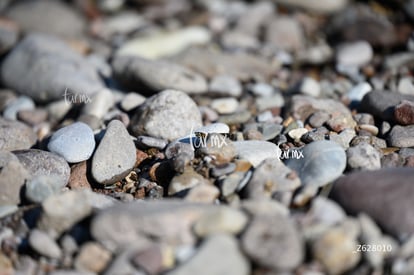 mariposa de río | El Cruce, sexta edición 12K y 25K