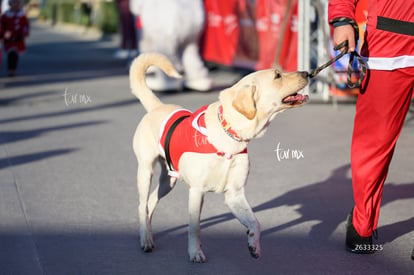 The Santa Run | The Santa Run 2024 en Torreón