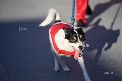 The Santa Run | The Santa Run 2024 en Torreón